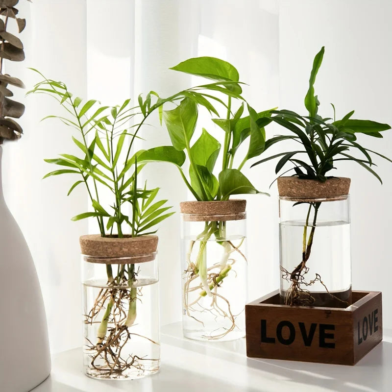 Glass Hydroponics Planter Vase For Home Decoration And Propagation
